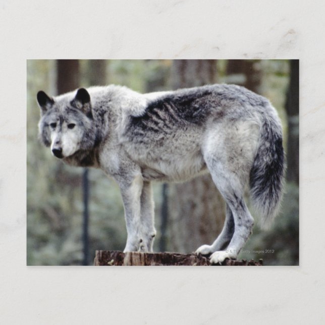 CARTÃO POSTAL 24114488 (Frente)