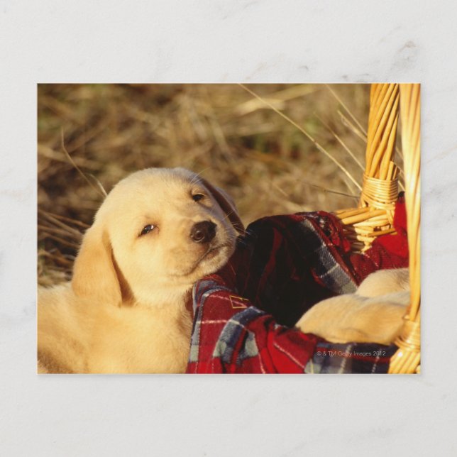 CARTÃO POSTAL 24117967 (Frente)