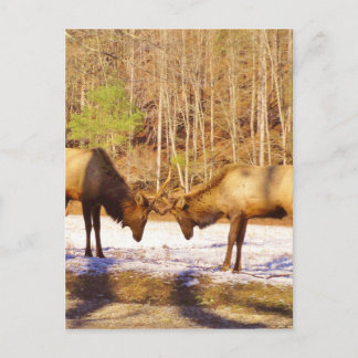 Cartão Postal 2~ 2 Bull Elk na neve