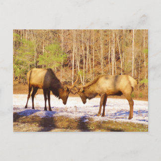 Cartão Postal 2~ 2 Bull Elk na neve