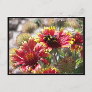 Cartão Postal 2 Abelhas Na Flor No Jardim Da Frente.