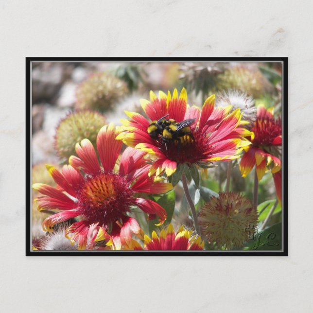Cartão Postal 2 Abelhas Na Flor No Jardim Da Frente. (Frente)