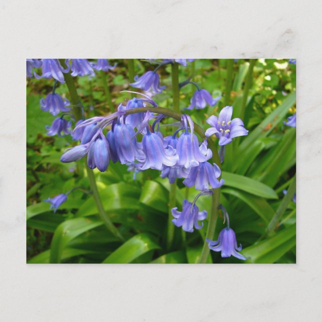 Cartão postal # 2 BLUEBELLS~ (Frente)