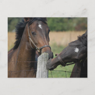 Cartão Postal 2 Cavalos mascando um Posto de cerca