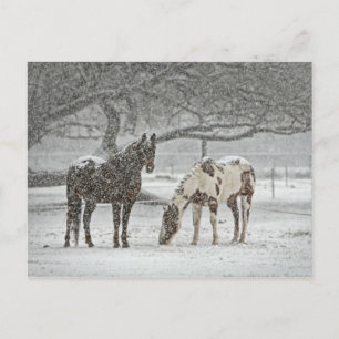Cartão Postal 2 Cavalos Nevados sob uma árvore