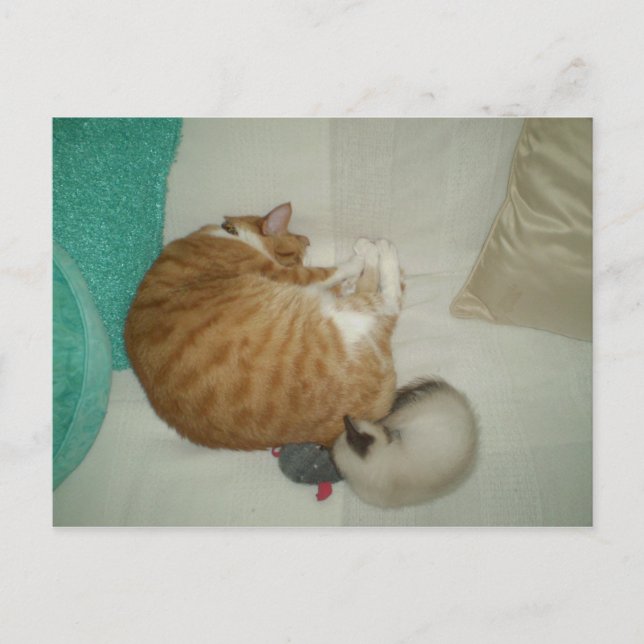 Cartão Postal 2 Gatinhos e um mouse (Frente)