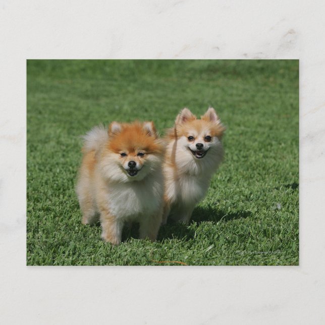 Cartão Postal 2 Pomeranians Looking at Camera (Frente)