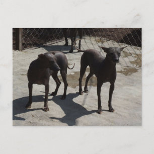 Cartão Postal 2 xolos