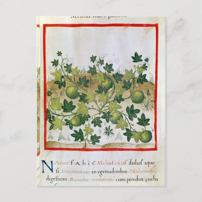 Cartão Postal 3054 fol.20 Melons, de "Tacuinum Sanitatis" (Frente)