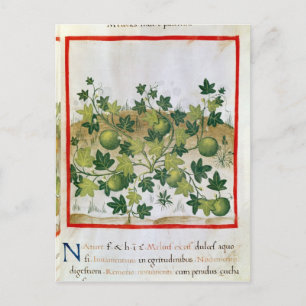 Cartão Postal 3054 fol.20 Melons, de "Tacuinum Sanitatis"