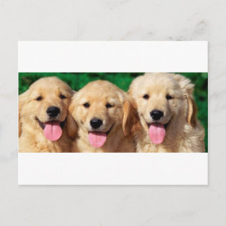 Cartão Postal 3 Amigos