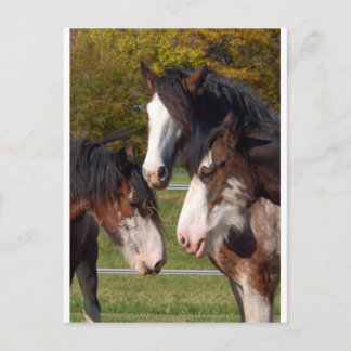 Cartão Postal 3 cabeças Clydesdale