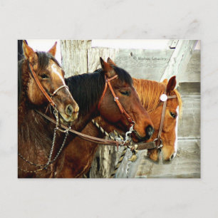 Cartão Postal 3 cabeças de cavalo