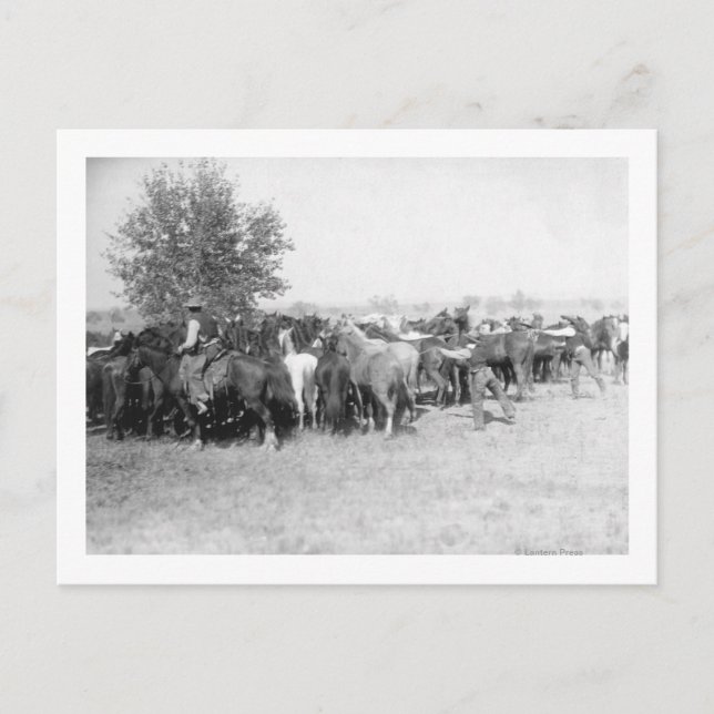 Cartão Postal 3 Cowboys Roping Horses FotografiaDakota do Sul (Frente)