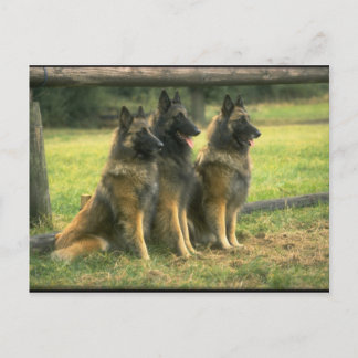 Cartão Postal 3 German shepherd