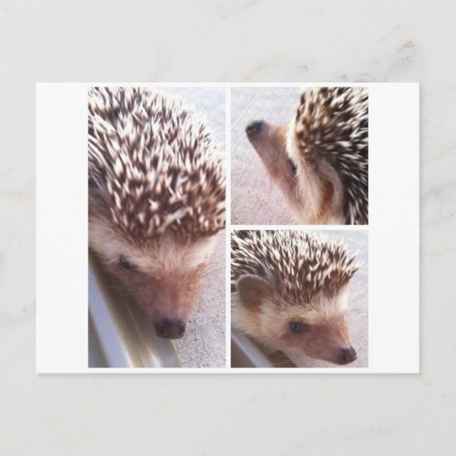 Cartão Postal 3 Primeiro Plano, Spike (Frente)