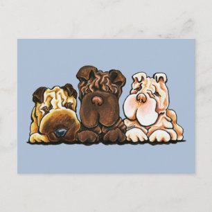 Cartão Postal 3 Shar Pei Chinês
