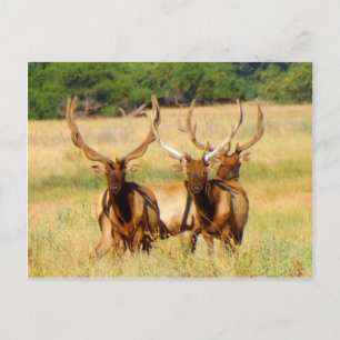 Cartão Postal 3 Touros (Elk)