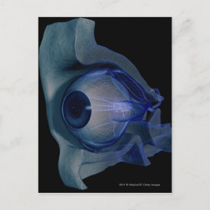 Cartão Postal 3d armação dos músculos oculares no soquete