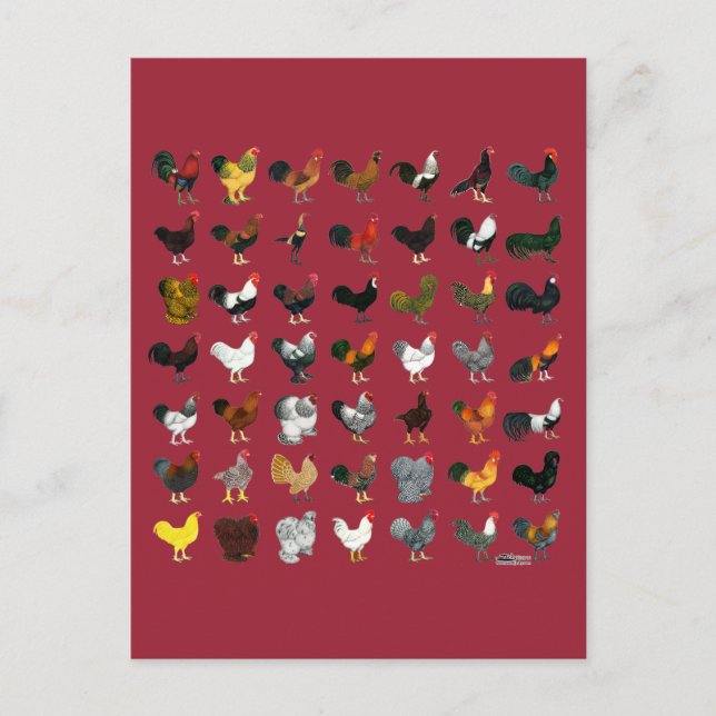 Cartão Postal 49 Roosters (Frente)