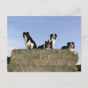 Cartão Postal 4 collies de borda.png