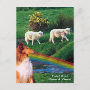 Cartão Postal 4.  Ireland Stream com Collie e Sheep