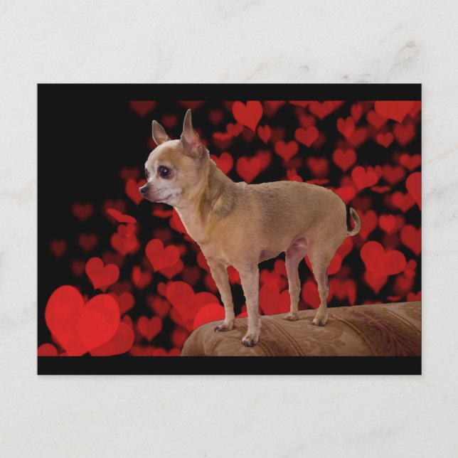 Cartão Postal 4 lbs de amor puro (Frente)