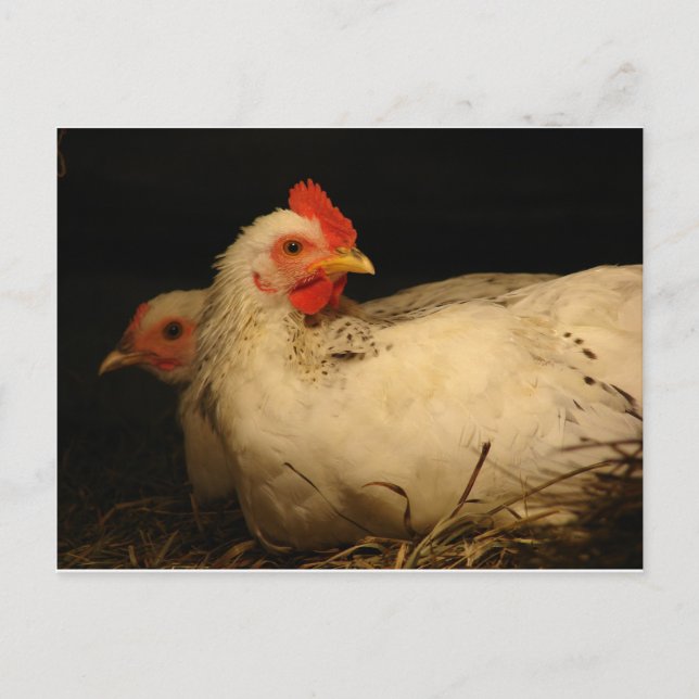 Cartão Postal 5 dedos e Sobrevivente (Frente)