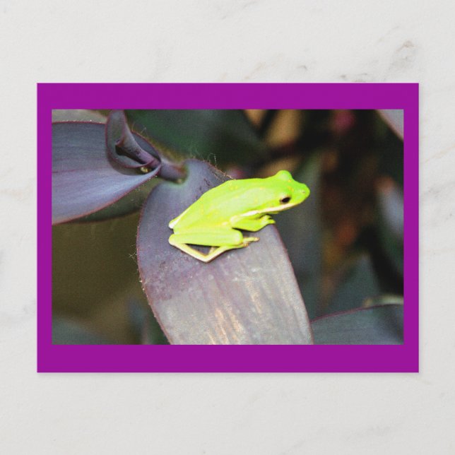 CARTÃO POSTAL 6159 (Frente)