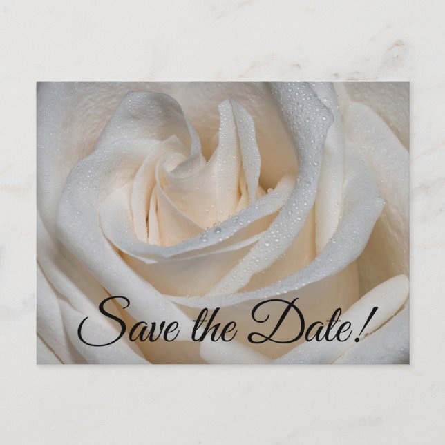 Cartão Postal 7127-White Rose com Dew (Frente)