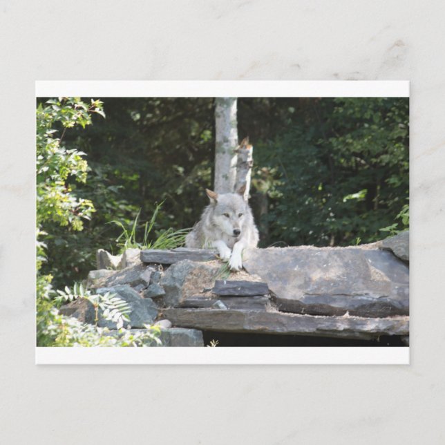 CARTÃO POSTAL 7954 (Frente)