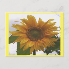 Cartão postal 7 Girassol - Beleza Natural