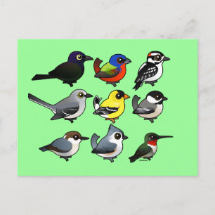 Cartão Postal 9 Pássaros do Quintal Sudeste dos EUA
