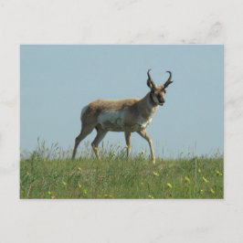 Cartão Postal A10 Pronghorn Antelope e flores selvagens