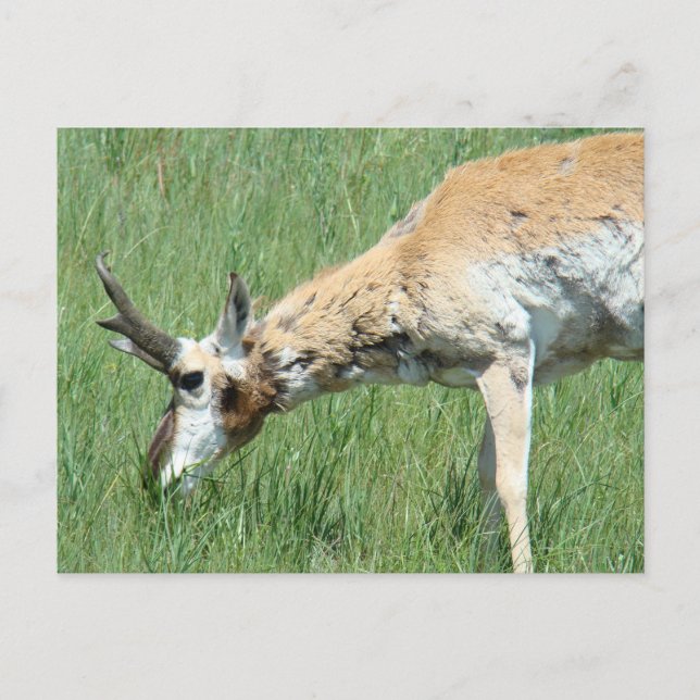 Cartão Postal A11 Pronghorn Antelope Buck Grazing (Frente)