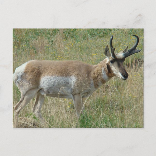 Cartão Postal A12 Pronghorn Antelope Buck (Frente)