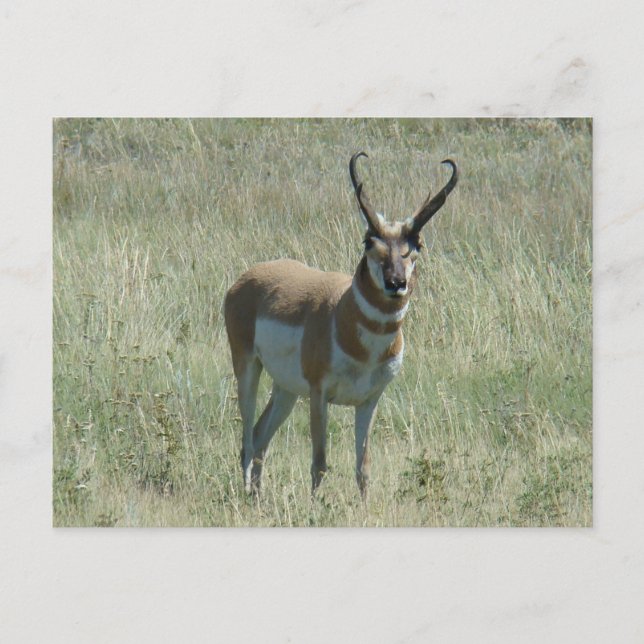 Cartão Postal A13 antílope americano macho (Frente)