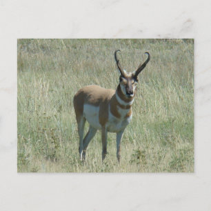 Cartão Postal A13 Pronghorn Antelope Buck