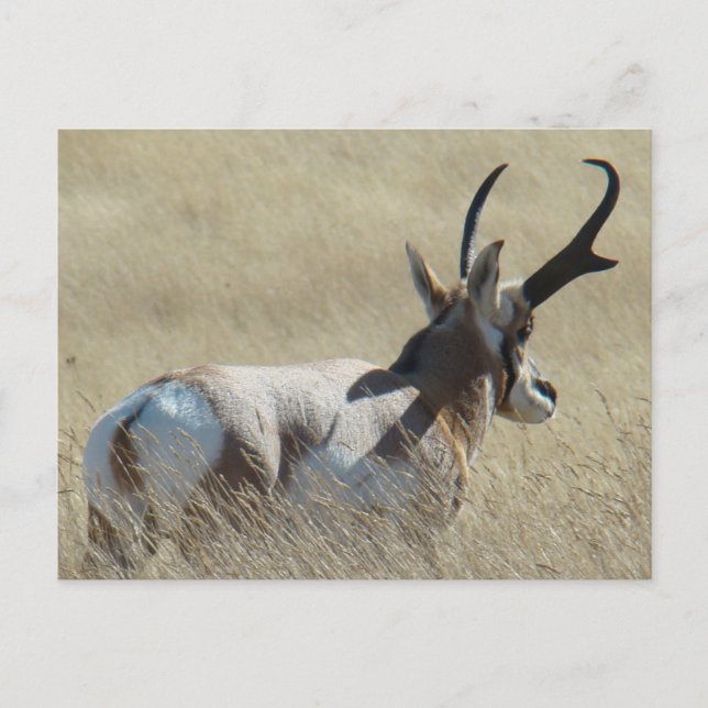 Cartão Postal A14 Pronghorn Antelope Sunshine Buck (Frente)