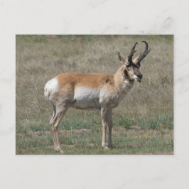 Cartão Postal A15 Pronghorn Antelope Rude Buck