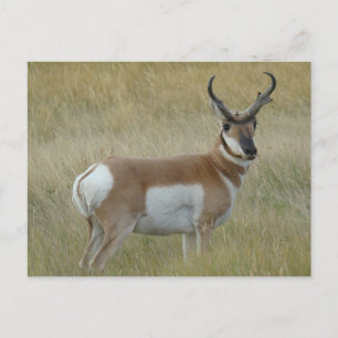 Cartão Postal A1 Pronghorn Antelope Big Buck