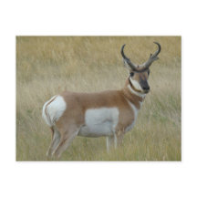 A1 Pronghorn Antelope Big Buck