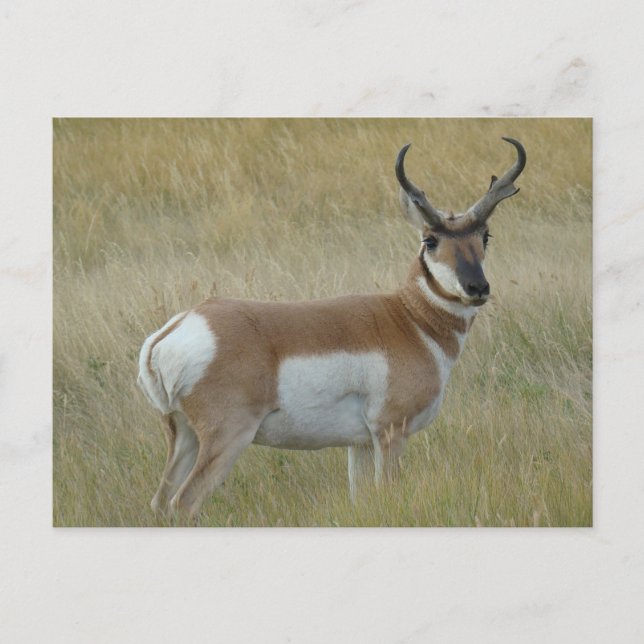 Cartão Postal A1 Pronghorn Antelope Big Buck (Frente)