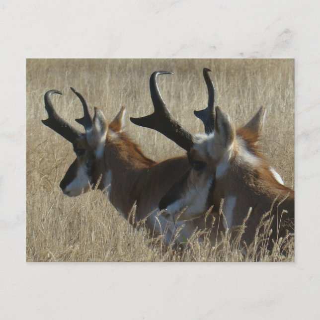 Cartão Postal A23 Pronghorn Antelope Young Bucks Head Shot (Frente)
