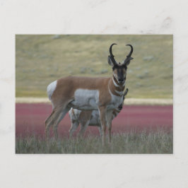 Cartão Postal A24 Pronghorn Antelope