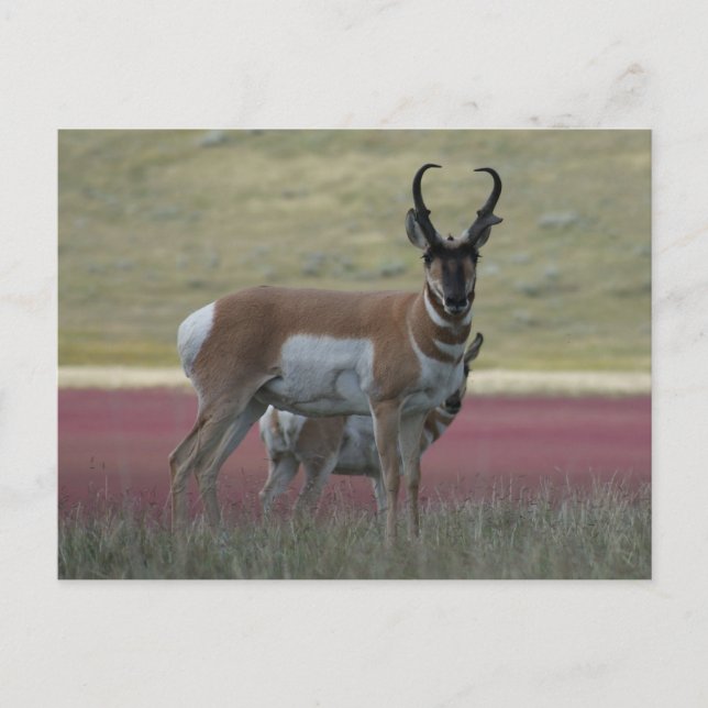 Cartão Postal A24 Pronghorn Antelope (Frente)