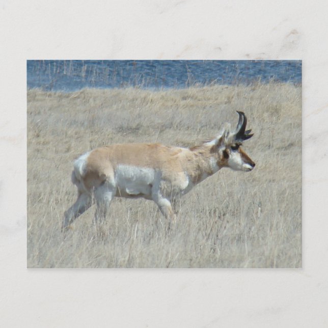 Cartão Postal A25 Pronghorn Antelope Young Buck (Frente)