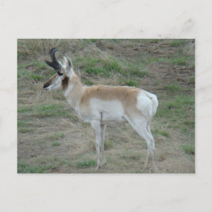 Cartão Postal A26 Antílope Pronghorn Macho