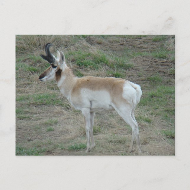 Cartão Postal A26 Antílope Pronghorn Macho (Frente)