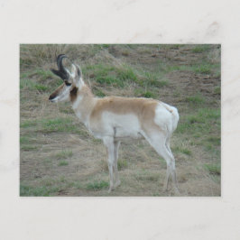 Cartão Postal A26 Pronghorn Antelope Buck
